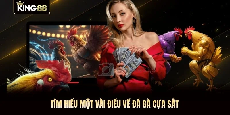 Tìm hiểu một vài điều về đá gà cựa sắt Tìm hiểu một vài điều về đá gà cựa sắt